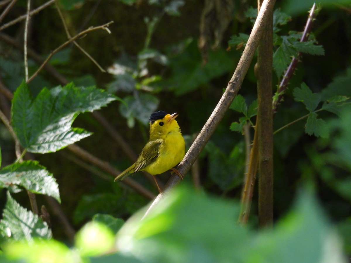 Wilson's Warbler - ML643145150