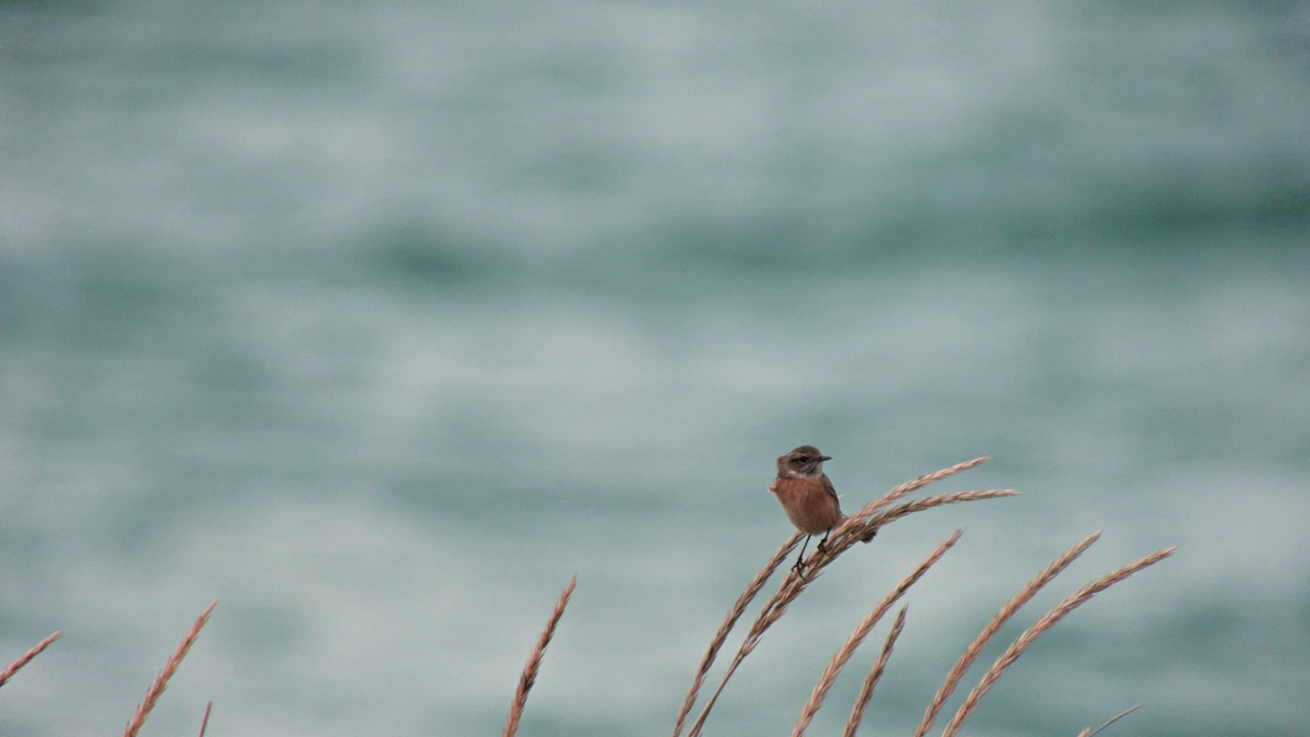 European Stonechat - ML643145152