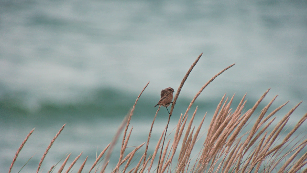 European Stonechat - ML643145153
