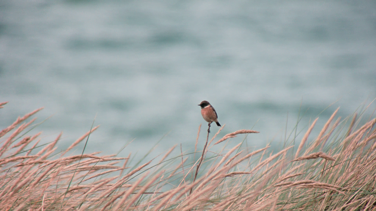 European Stonechat - ML643145154