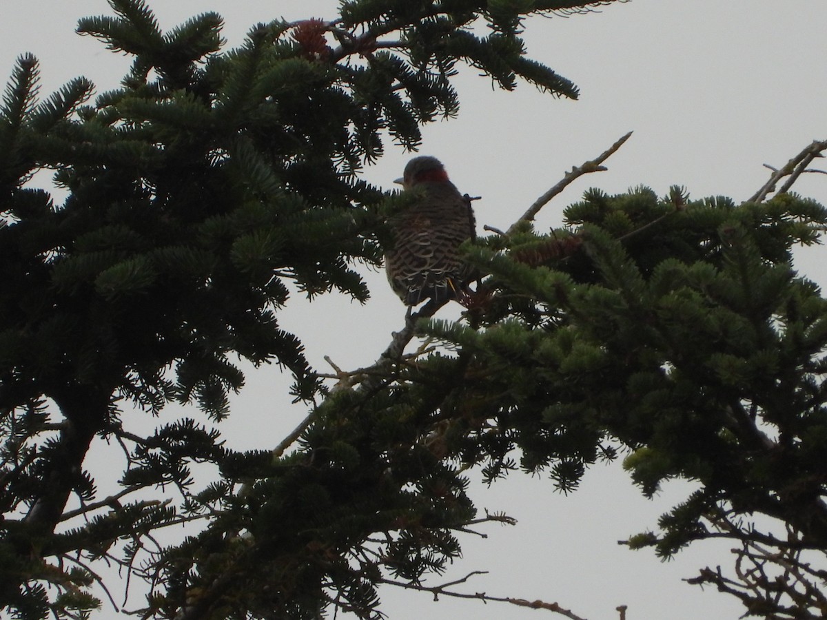 Northern Flicker - ML643145156