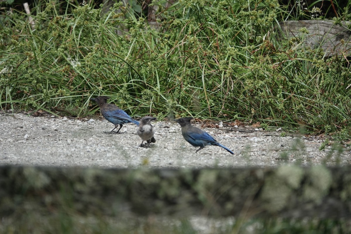 California Scrub-Jay - ML643145158