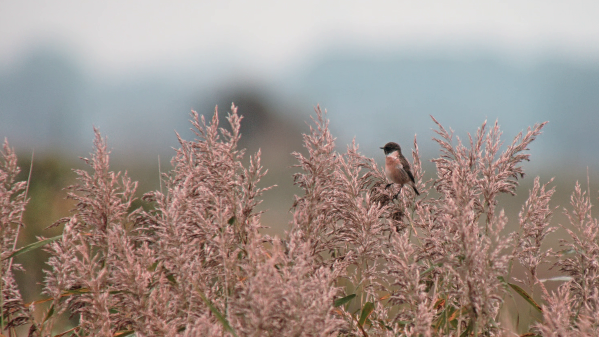 European Stonechat - ML643145181