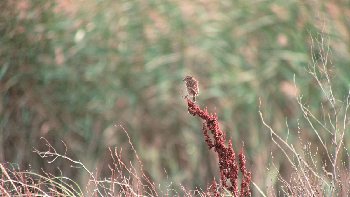 European Stonechat - ML643145182