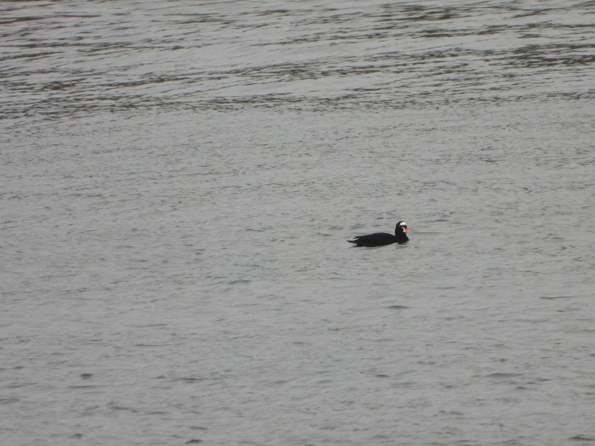 Surf Scoter - ML643145189