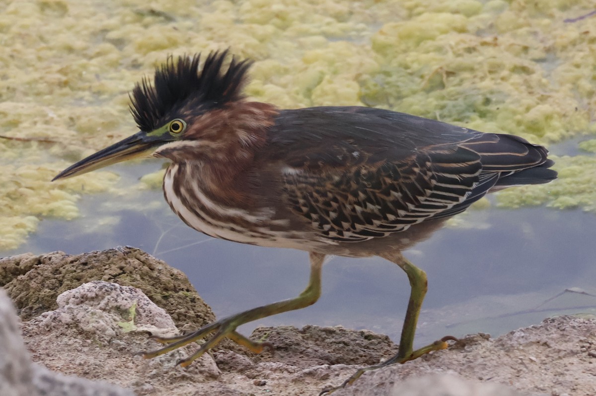 Green Heron - ML643145214
