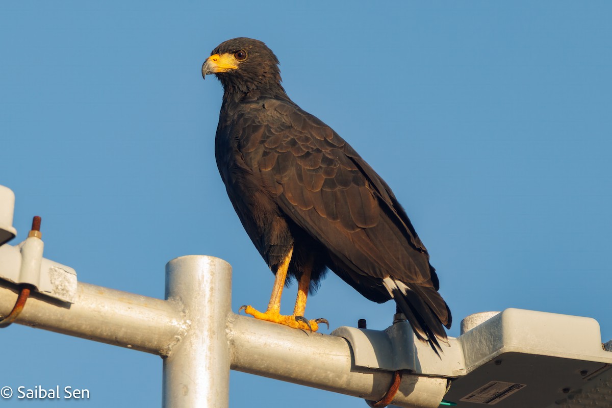 Common Black Hawk - ML643145226