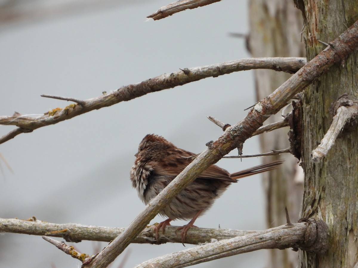 Song Sparrow - ML643145231