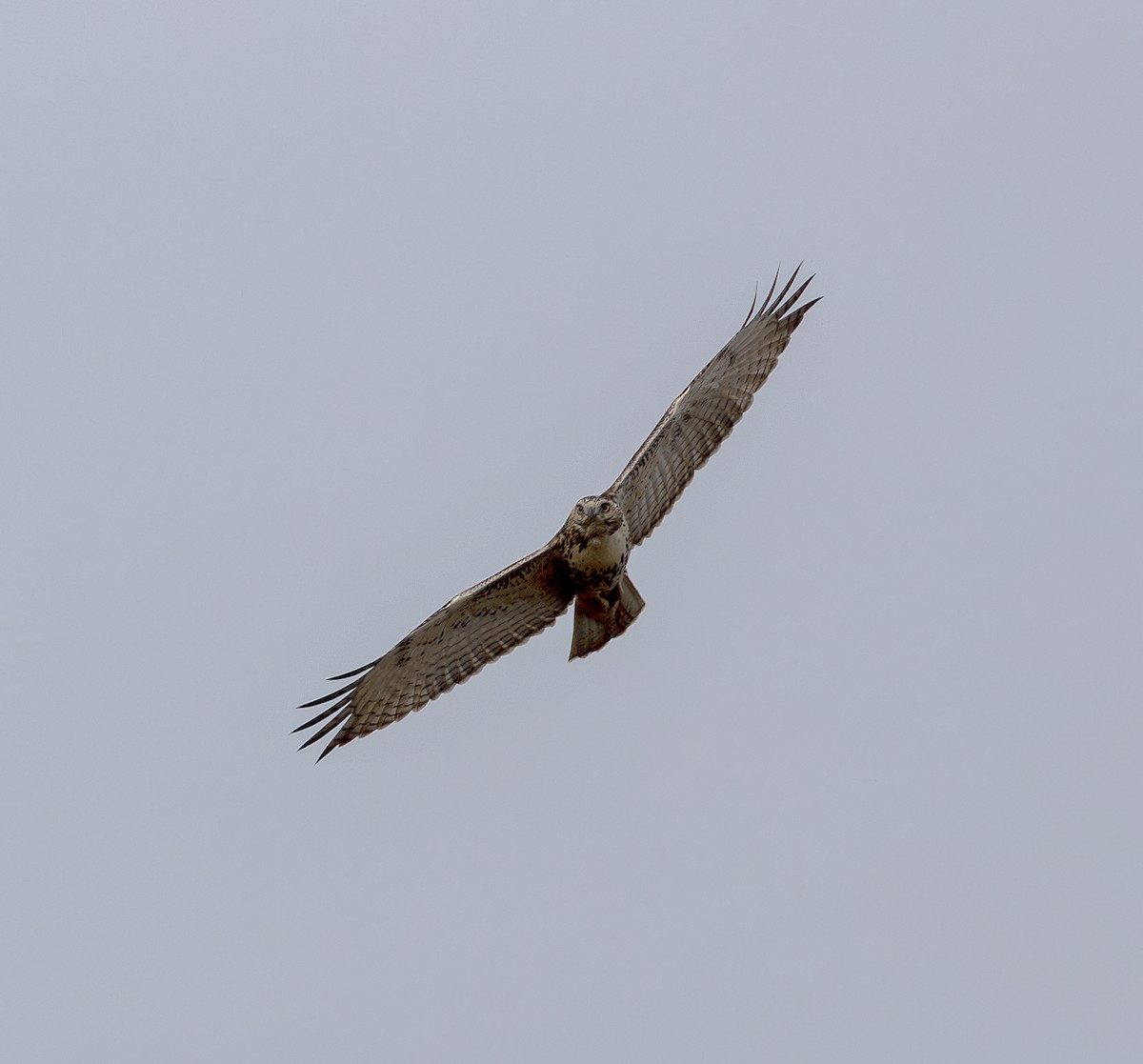 Red-tailed Hawk - ML643145232