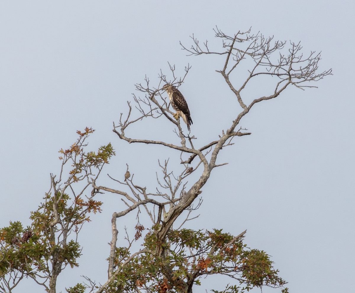 Red-tailed Hawk - ML643145233