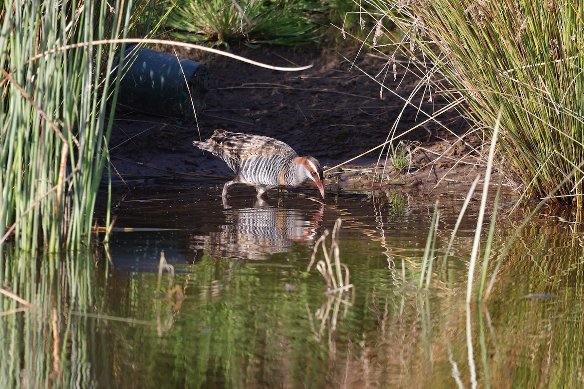 Buff-banded Rail - ML643145235