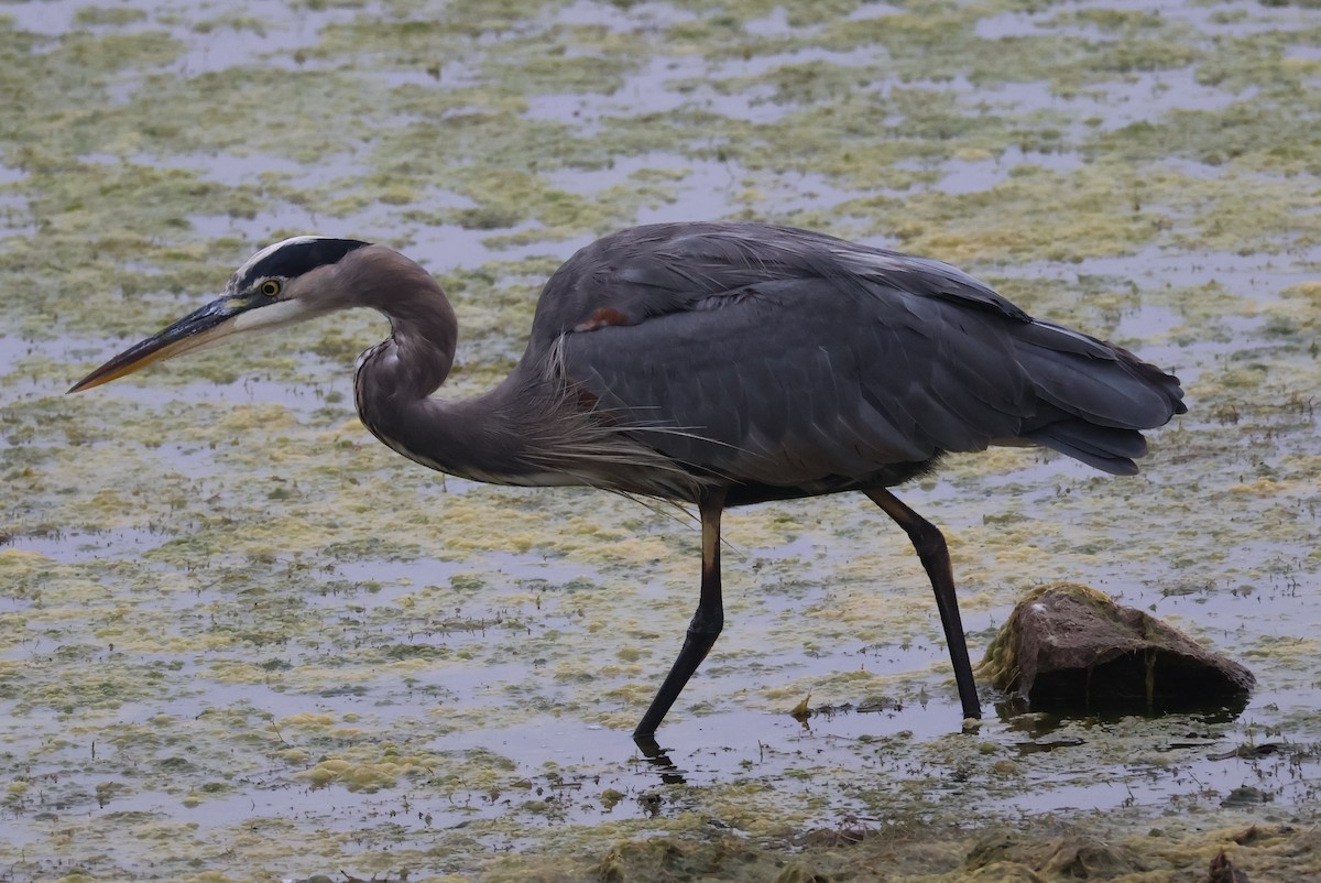 Great Blue Heron - ML643145236