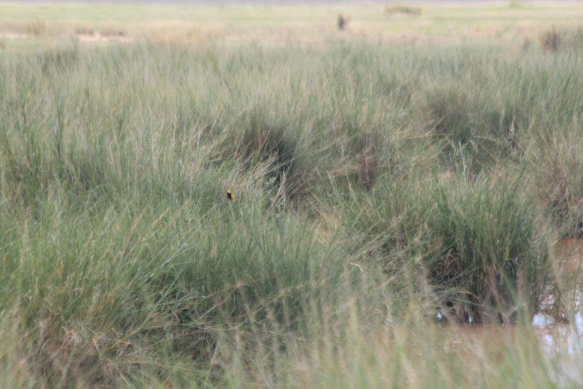 Yellow-crowned Bishop - ML643145237