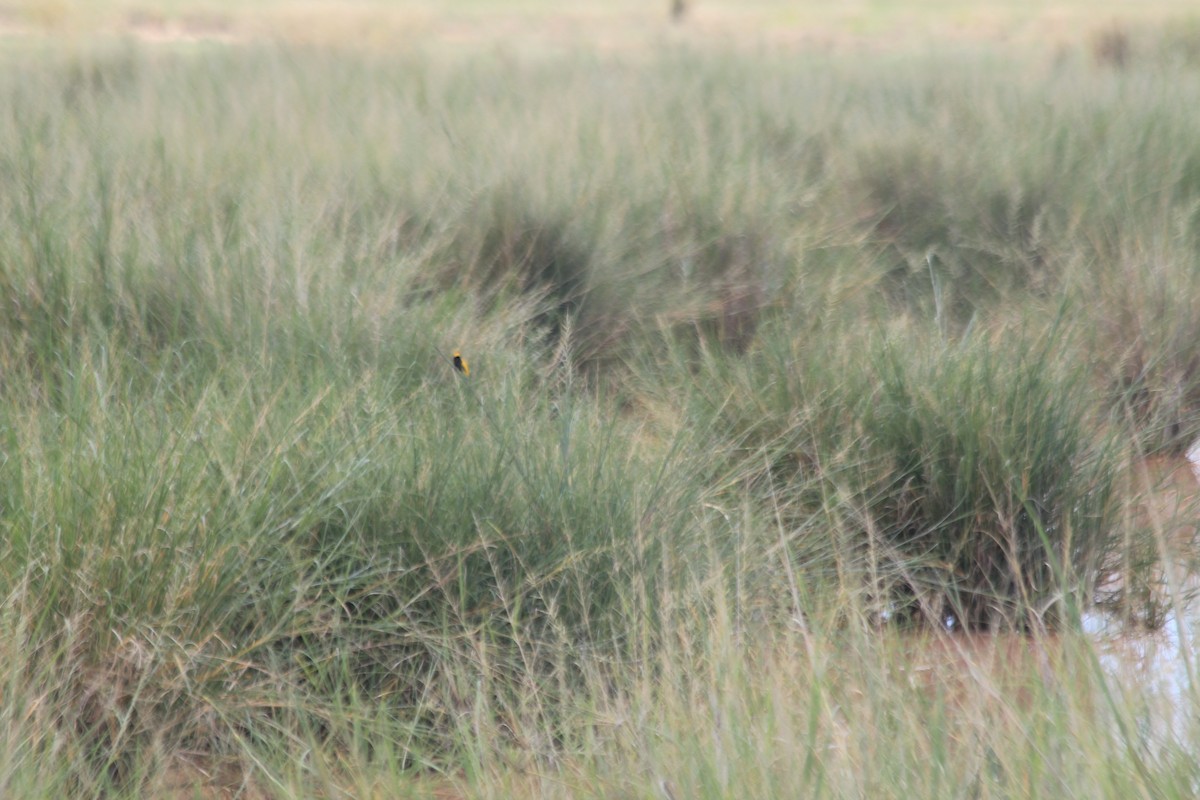 Yellow-crowned Bishop - ML643145238