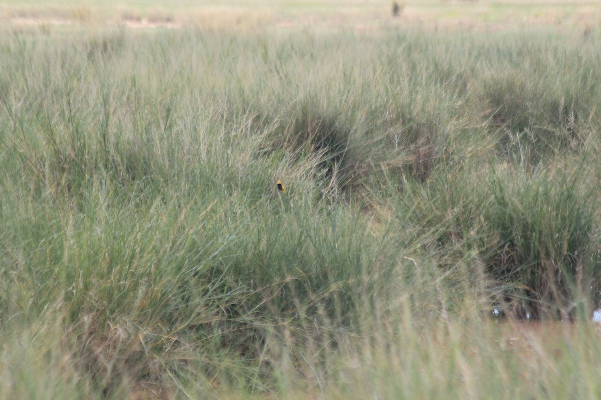 Yellow-crowned Bishop - ML643145239