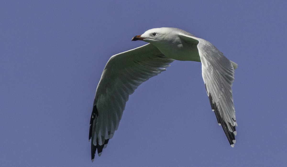 Audouin's Gull - ML643145240