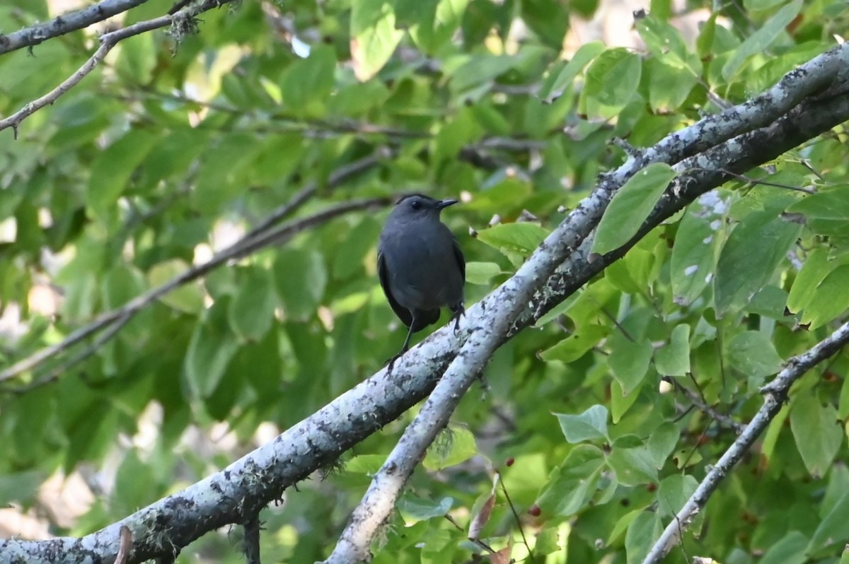 Gray Catbird - ML643145241