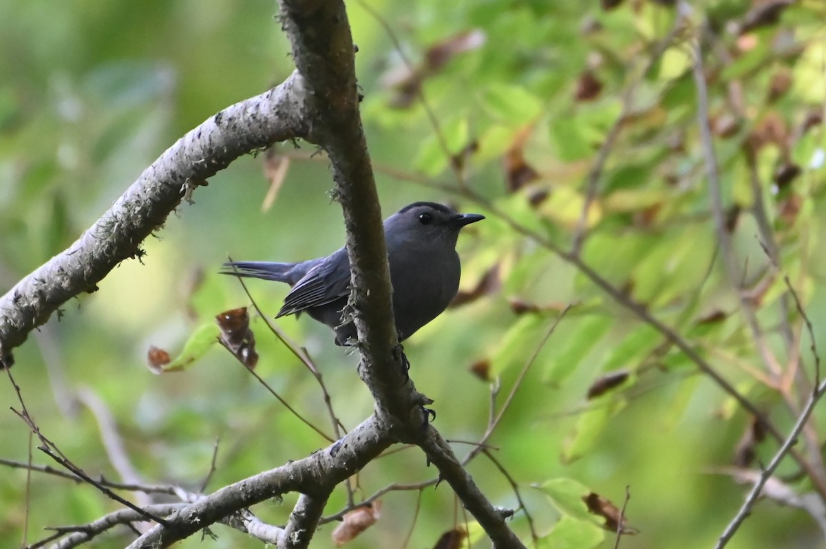 Gray Catbird - ML643145242