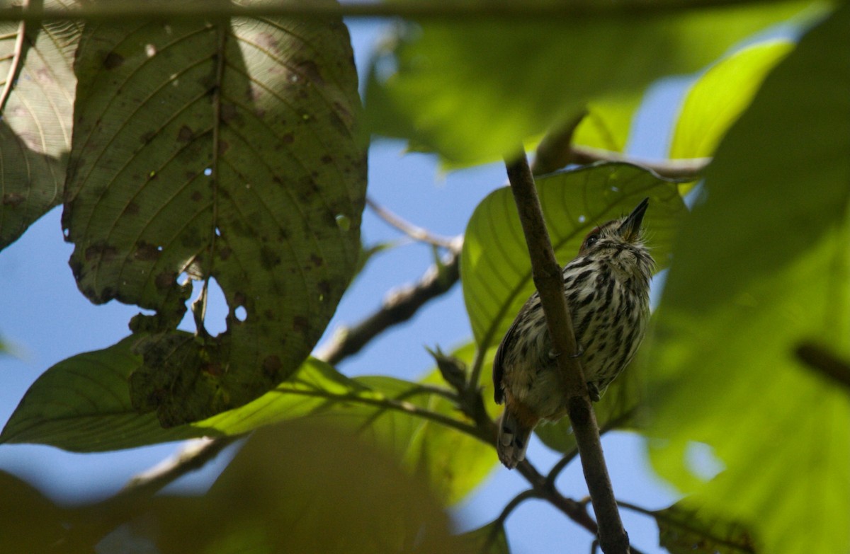 Lanceolated Monklet - ML643145245