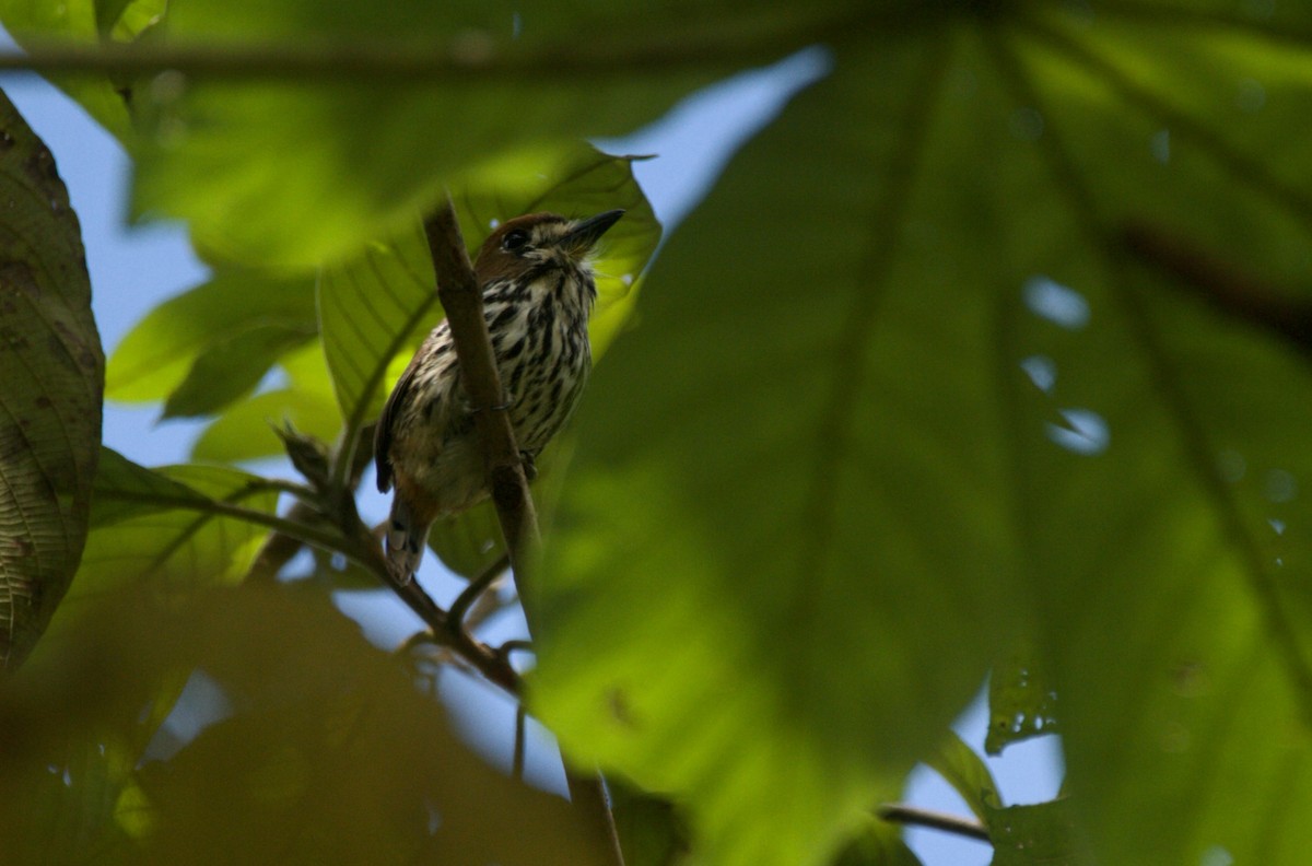 Lanceolated Monklet - ML643145246