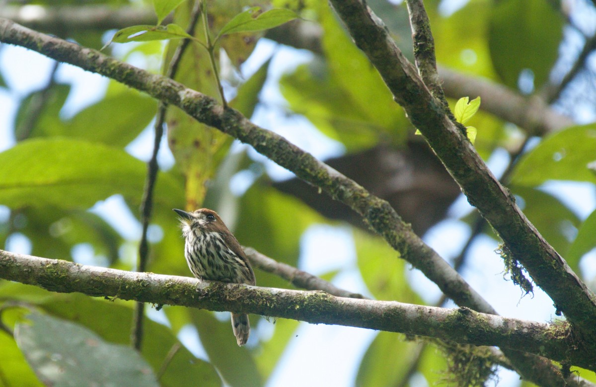 Lanceolated Monklet - ML643145247