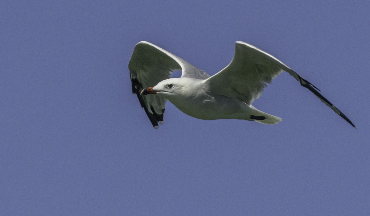 Audouin's Gull - ML643145248