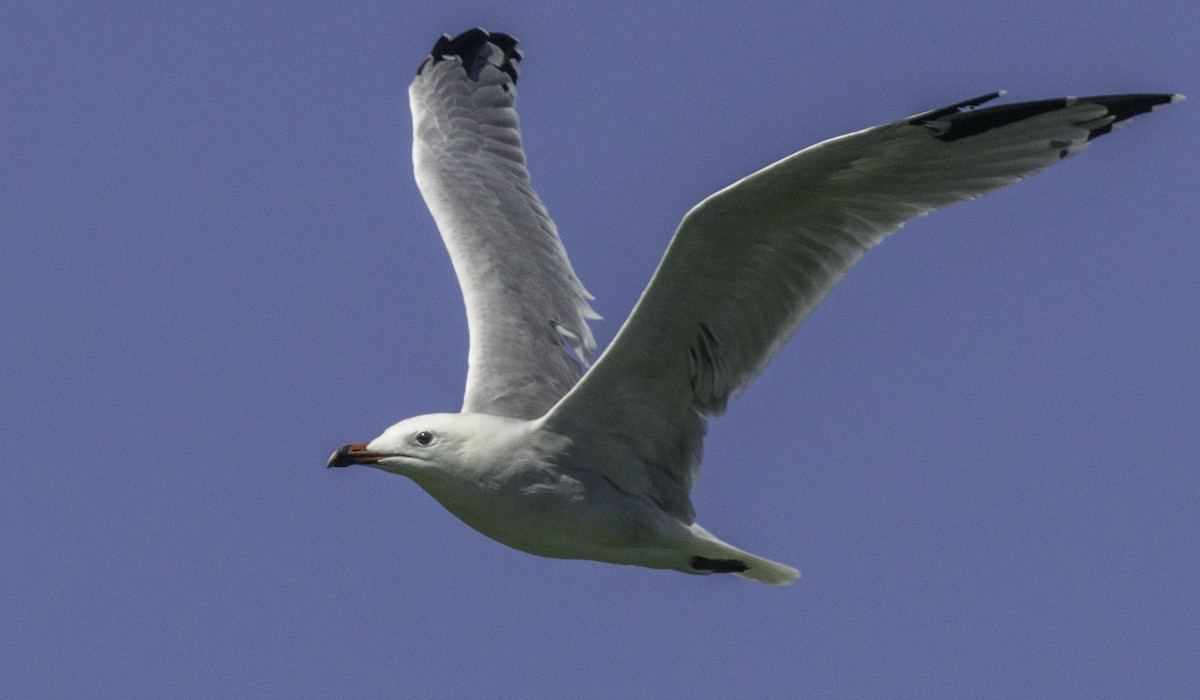 Audouin's Gull - ML643145249