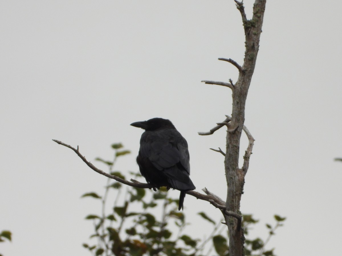 American Crow - ML643145257