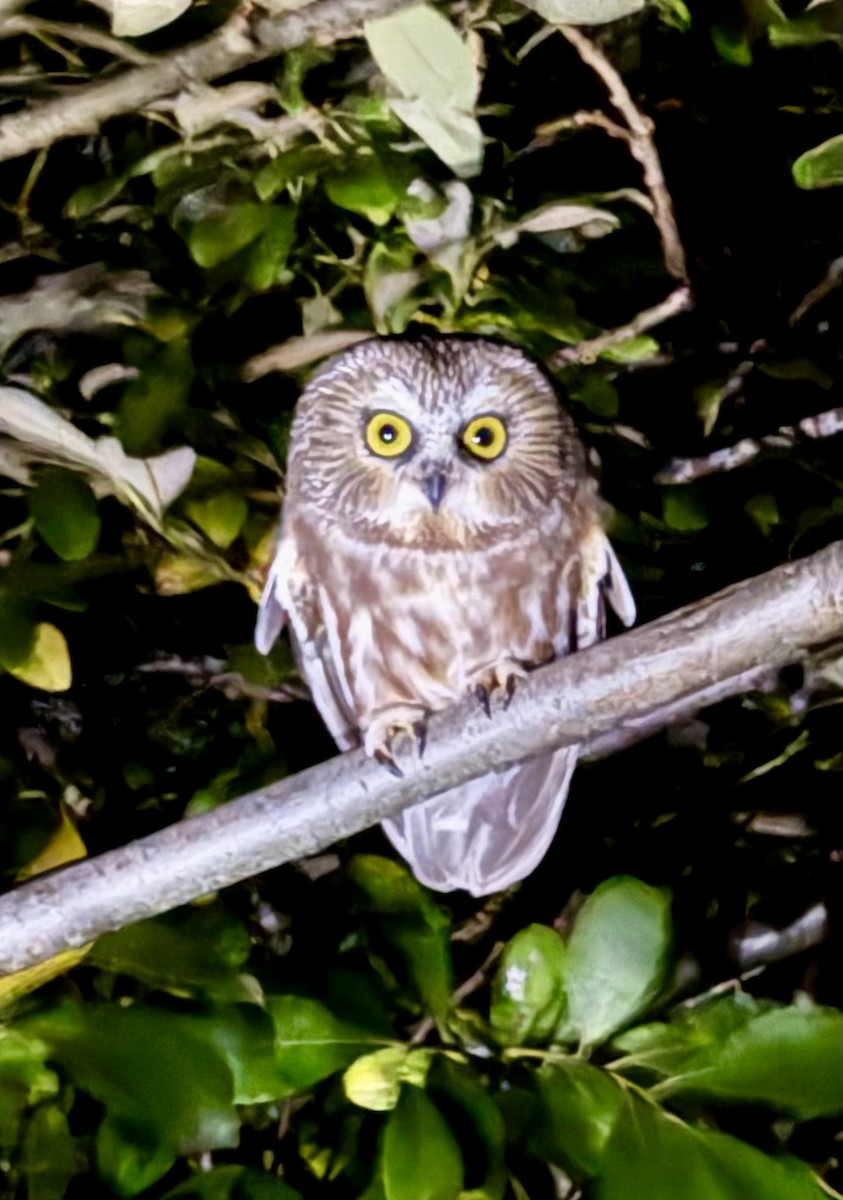 Northern Saw-whet Owl - ML643145265