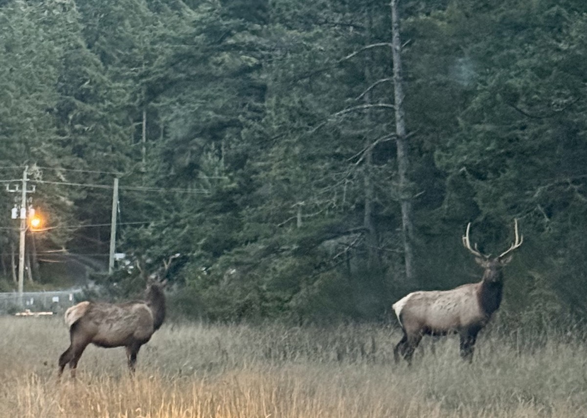 動物界 - ML643145272