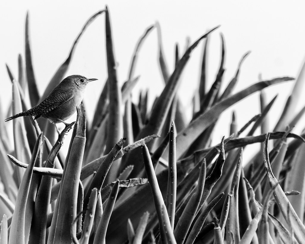 Northern House Wren - ML643145297
