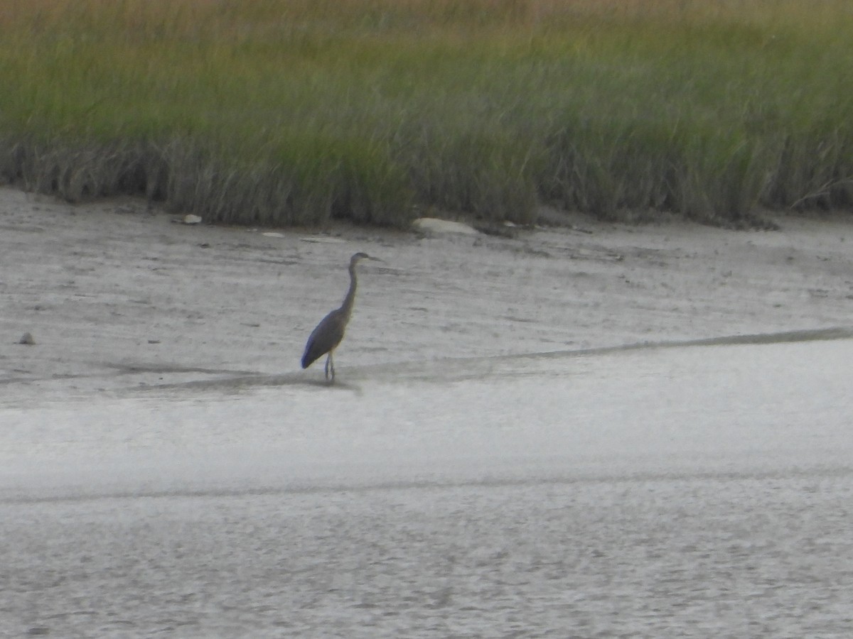 Great Blue Heron - ML643145318