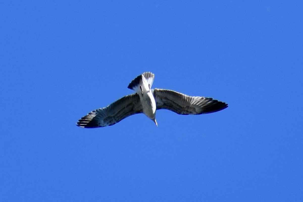 クロワカモメ - ML643145339