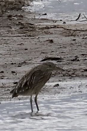 Black-crowned Night Heron - ML643145341