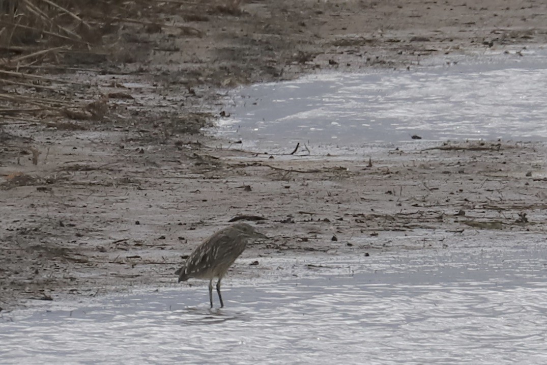 Black-crowned Night Heron - ML643145344