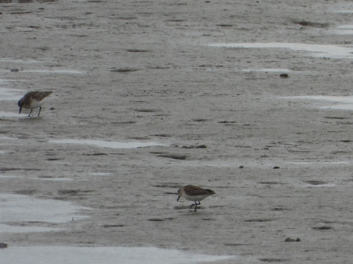 Semipalmated Sandpiper - ML643145348