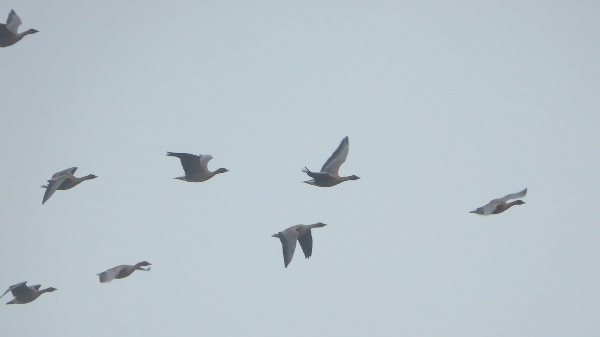 Pink-footed Goose - ML643145373