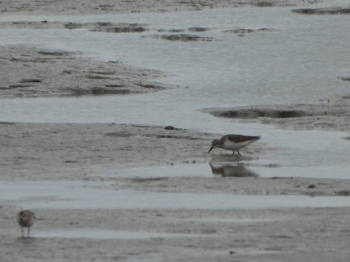 Semipalmated Sandpiper - ML643145376