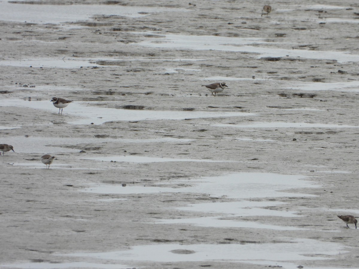 Semipalmated Sandpiper - ML643145380