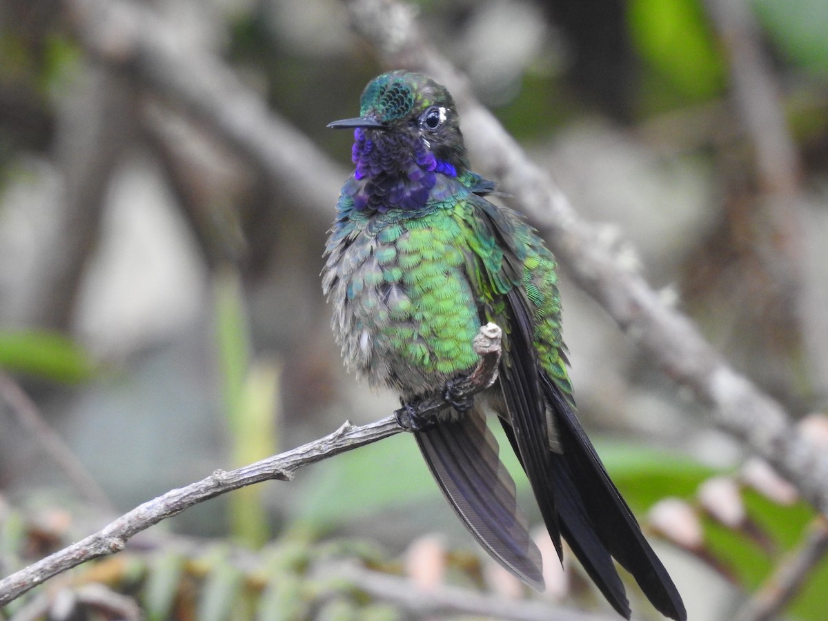 Purple-throated Sunangel - ML643145383