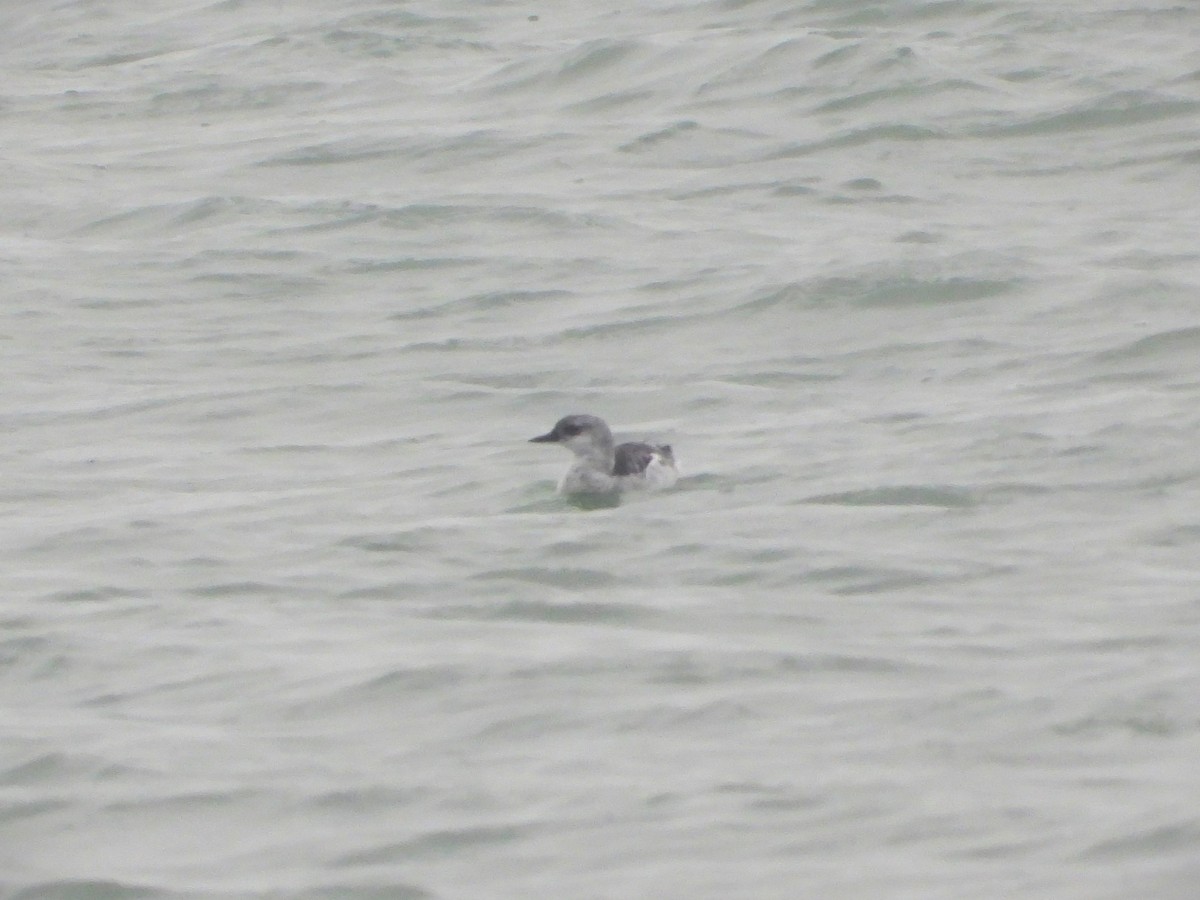 Black Guillemot - ML643145388