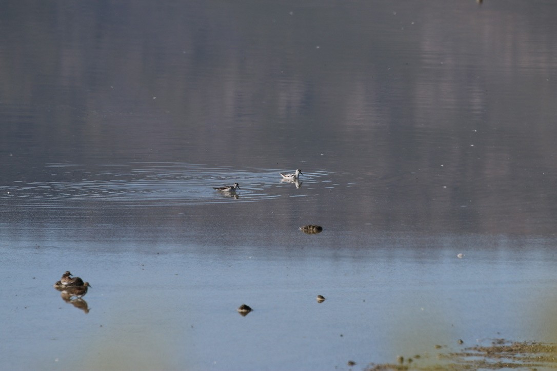 Red-necked Phalarope - ML643145391
