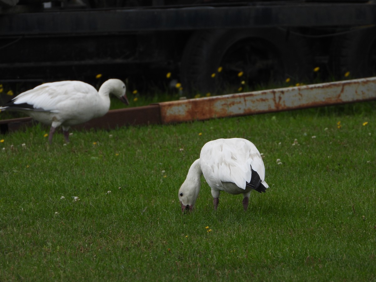 Snow Goose - ML643145409