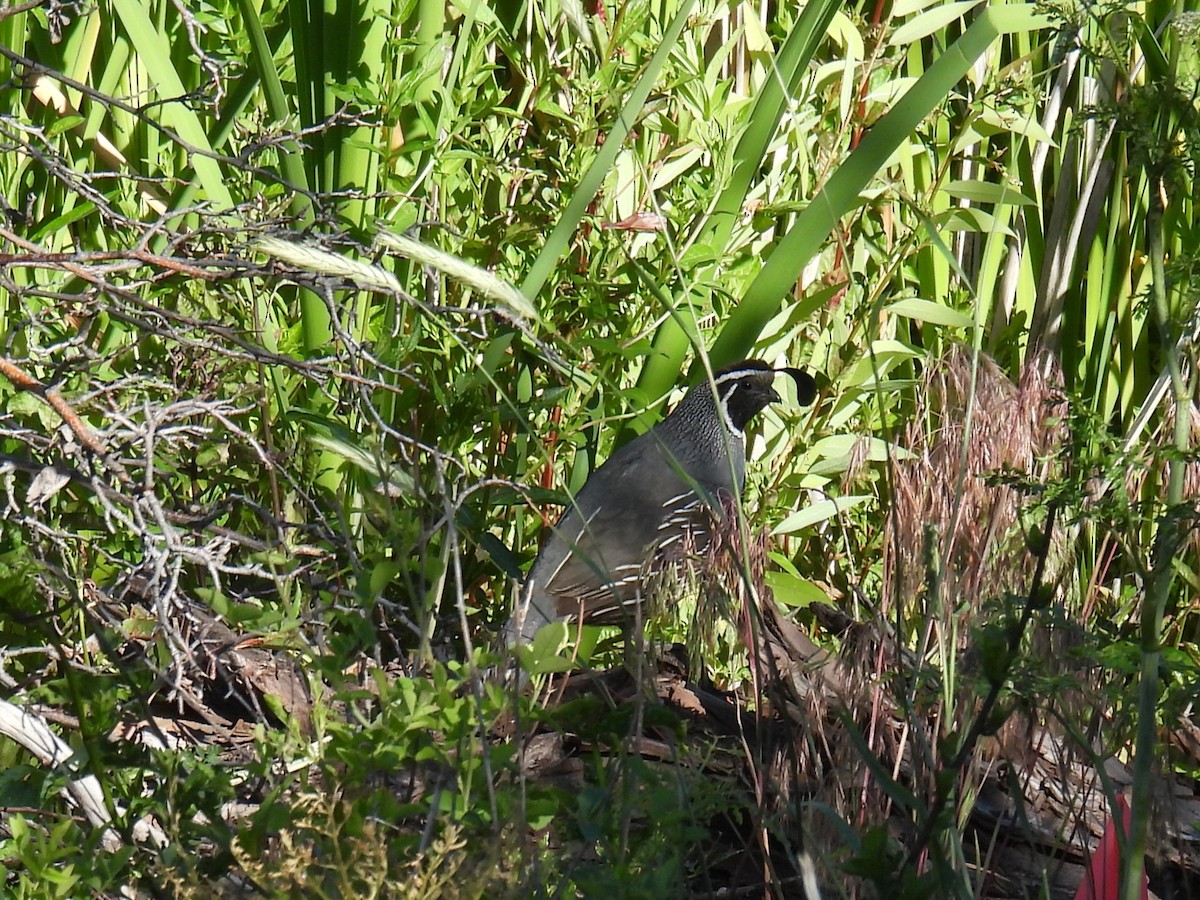 California Quail - ML643145410