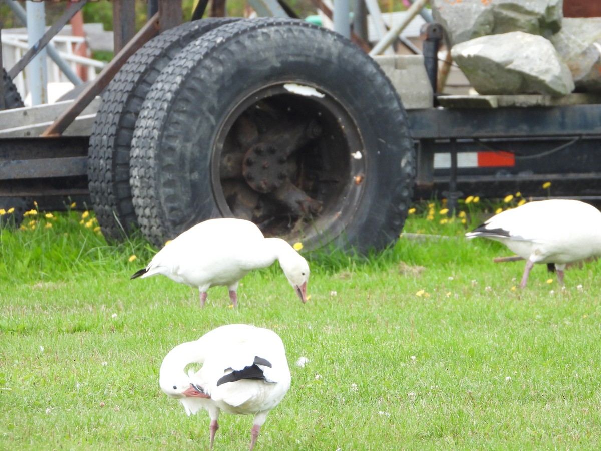 Snow Goose - ML643145415