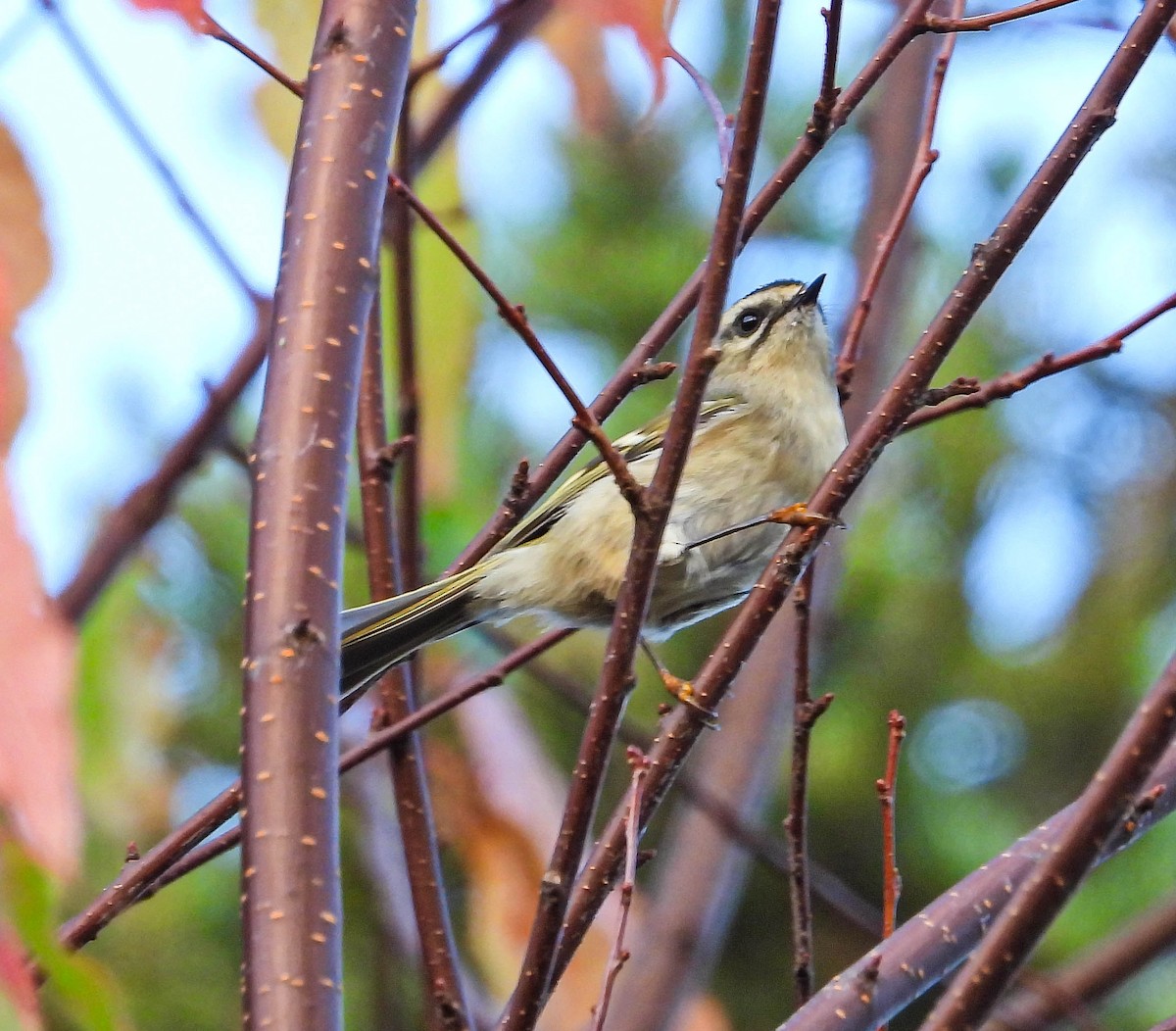 Golden-crowned Kinglet - ML643145416