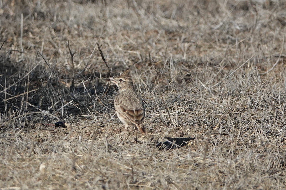 Thekla's Lark - ML643145417