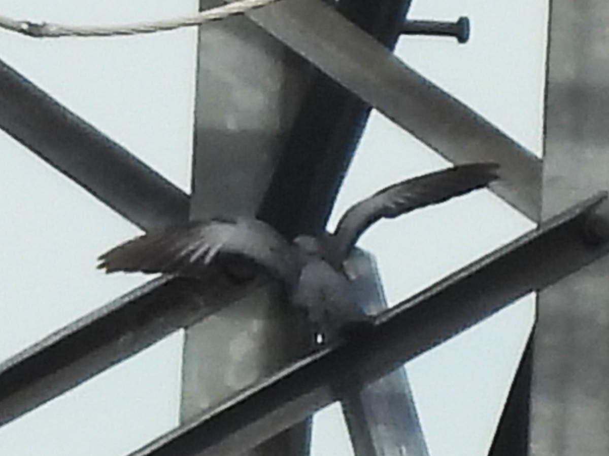 Хүнхэл тагтаа - ML643145419