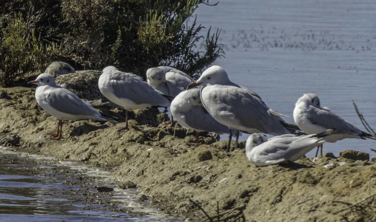 Audouin's Gull - ML643145421