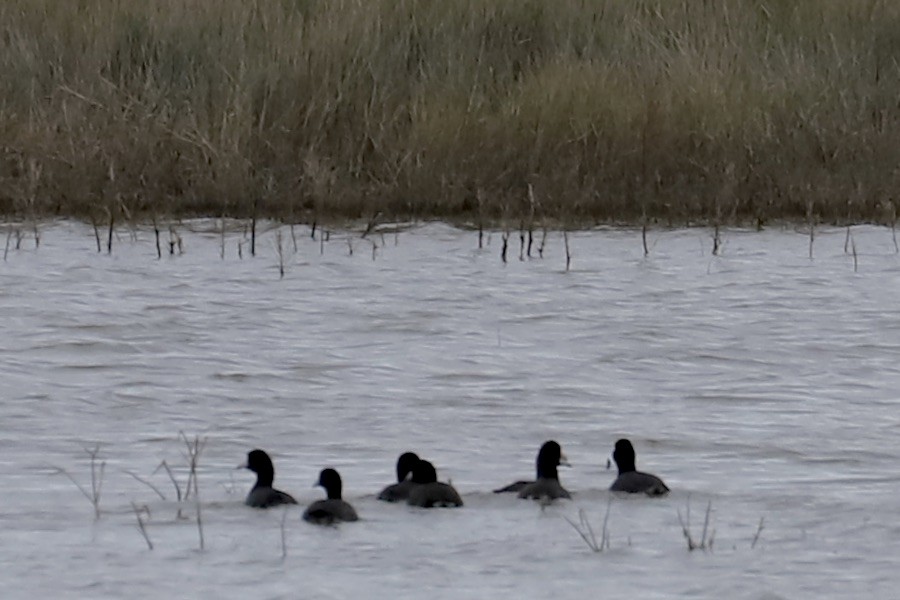 American Coot - ML643145422